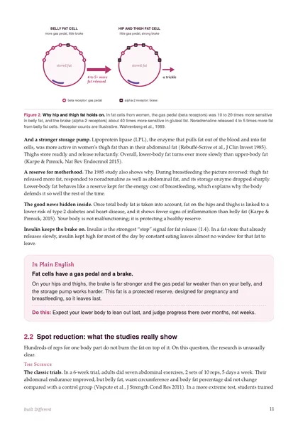 Page with a diagram comparing belly and hip fat cells